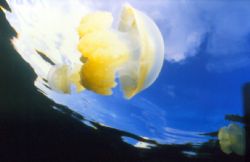 "Jelly in Flight"  The photo was taken at Jellyfish Lake ... by Geoge Booth 